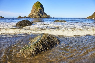 Balina Kafa Sahili, Brookings, Oregon 'da nefes kesici sahil manzarası. Görkemli kaya oluşumları sığ sulardan yükselir, deniz yaşamlarıyla kaplıdır. Altın güneş ışığı bu huzurlu, doğa zengini