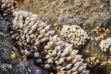 Midyeler ve siyah türban salyangozları Newport, Oregon 'daki Yaquina Head Deniz Feneri' ndeki dalgalı bir havuzun engebeli kayalıklarına tutunuyorlar. Batı Sahilleri 'nin canlı deniz yaşamına ayrıntılı bir bakış.