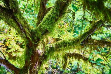 Lush forest scene in Columbia Gorge, Washington, showcasing a moss-covered tree bathed in natural daylight, highlighting the vibrant green and intricate textures that thrive in this beautiful, humid clipart