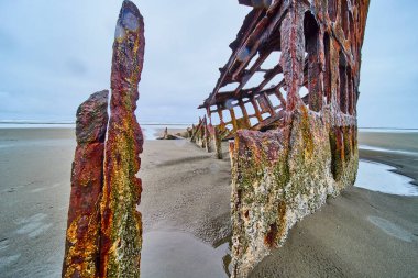 Hammond, Oregon 'da kumlu bir sahilde Peter Iredale' in gemi enkazının paslı kalıntıları. Barnacle kaplı metal gri okyanus ve bulutlu gökyüzü ile çelişiyor, doğa tarihi geri alıyor..