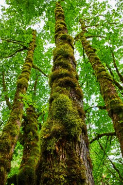 Majestic moss-covered trees reach skyward in the serene depths of Columbia Gorge, near Latourell Falls, Oregon. A tranquil temperate rainforest scene perfect for themes of nature conservation and clipart