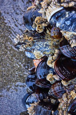 Balina Kafası Sahili, Brookings, Oregon 'daki bir akıntı havuzunda deniz otlarıyla karışmış canlı midyeler ve midyeler. Samuel H. Boardman 'daki deniz yaşamının hassas dengesini yakalar.