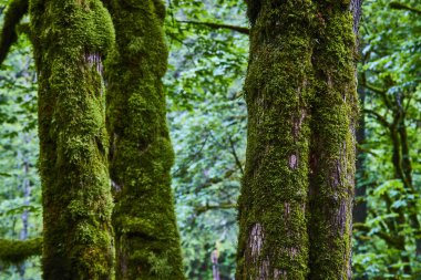 Columbia Boğazı 'nın dingin güzelliğini keşfedin. Antik ormanlık. Latourell Falls, Oregon 'daki yosun kaplı ağaç gövdelerine yakın plan, yemyeşil, bulanık bir orman zeminine kurulmuş. Doğa için mükemmel.