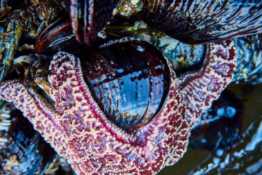 Whaleshead Sahili 'ndeki Samuel H. Boardman State Scenic Corridor, Oregon' da canlı deniz yıldızı ve parlak midyelerin yakın çekimi. Bu deniz hayatı sahnesinde güzelliği ve biyolojik çeşitliliği gözler önüne seriliyor.
