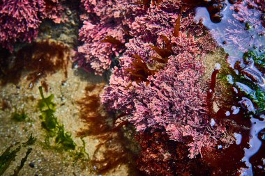 Oregon 'da, Seal Rock gelgit havuzunda canlı bir deniz bitkisi. Mor, pembe ve yeşil tonlarda mercan yosunlarının detaylı görüntüsü. Gün ortası güneşiyle aydınlanıyor. Çevresel ve eğitici için mükemmel