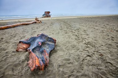 Hammond, Oregon 'da sakin ama kasvetli bir sahil, kömürleşmiş ağaç dalları, yıpranmış kütükler, terkedilmiş ahşap yapılar, Peter Iredale' in enkazı yakınlarındaki ıssız güzelliği yakalıyor..