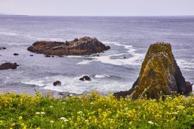 Oregon, Newport 'taki Yaquina Head Deniz Feneri' nin engebeli kıyı güzelliği. Yosun kaplı deniz yığını, deniz kuşlarıyla kayalık adacık ve gür kır çiçekleri tarafından çerçevelenmiş dinamik okyanus dalgaları sakin bir doğal ortam yaratır.