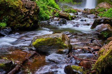 Serene forest stream flowing over moss-covered rocks in Columbia Gorge, Oregon. Captivating lush green foliage and a gentle waterfall. Perfect for themes of tranquility, ecotourism, and natural beauty clipart