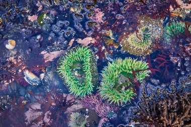 Canlı deniz yaşamı Newport, Oregon 'daki Yaquina Head Deniz Feneri yakınlarında gelgit havuzunda gelişir. Deniz şakayıkları, algler ve mercan benzeri yapılar Pasifik 'te renkli bir su altı duvar halısı oluşturur.