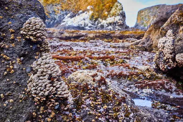 stock image Explore the vibrant Tidepools at Yaquina Head Lighthouse in Newport, Oregon. Discover barnacle-covered rocks and colorful seaweed, showcasing the rich marine biodiversity of the West Coast.