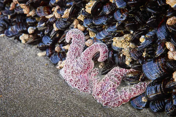 stock image Vibrant pink and purple sea star contrasts with glossy mussels on the rocky shore at Whaleshead Beach, Brookings, Oregon. A stunning look at marine life in the Samuel H. Boardman State Scenic Corridor