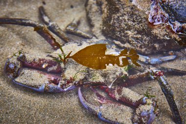 Oregon, Seal Rock 'taki kumlu, alglerle kaplı yaşam alanında kamufle edilmiş bir yengecin yakın çekimi. Deniz yosunlarının ve deniz bitkilerinin canlı renkleri kıyı gelgit havuzu sahnesine canlı bir kontrastlık ekliyor.