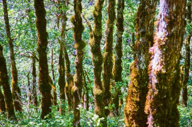 Columbia Vadisi, Spirit Falls, Washington 'daki sık ormanlarda yemyeşil, yosun kaplı ağaçlar. Güneş ışığı gölgelikten süzülerek sakin ve rahatsız edilmemiş bir orman manzarası yaratır. Doğa için mükemmel.