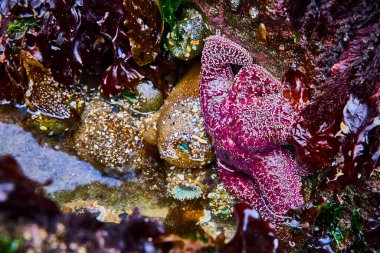 Canlı, mor bir deniz yıldızının yakın çekimi, Oregon 'daki bir gel-git havuzunda renkli deniz yosunlarının arasına kurulmuş. Detaylı deniz ekosistemi batı kıyısında vahşi yaşam ve doğal güzellikleri sergiliyor.