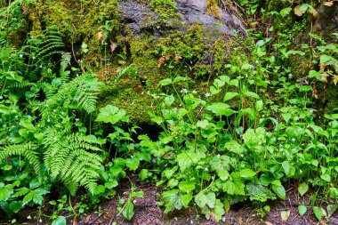 Colombia Gorge, Oregon 'da, Latourell Falls' da verimli eğreltiotları ve yosun kaplı kayaları olan yemyeşil orman zemini. Sakin, nemli ve ılıman bir yağmur ormanında yeşilin karmaşık dokularını ve tonlarını yakalar.