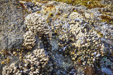 Newport, Oregon 'daki Yaquina Head Deniz Feneri' nde midye ve midye kaplı kayalık kıyı şeridine yakın çekim. Güneş ışığı engebeli dokuları vurgular, canlı deniz yaşamını ve doğal güzellikleri gözler önüne serer.