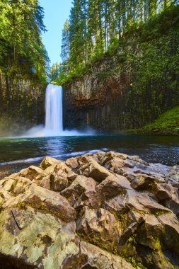 Oregon 'daki Abiqua Şelalesi' nde sersemletici beyaz şelaleleri, yemyeşil bir ormanda yükselen ağaçlar tarafından çerçevelenmiş yosun kaplı kayalara karşı yakalar. Seyahat broşürleri ve çevre kampanyaları için mükemmel..