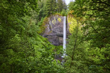 Latourell Falls 'un Oregon' daki gür Columbia Gorge Ormanı 'nda serin bir havuza düşüşünün nefes kesici görüntüsü. Dokunulmamış doğal bir manzara eko-turizmi ve çevreyi desteklemek için mükemmel.