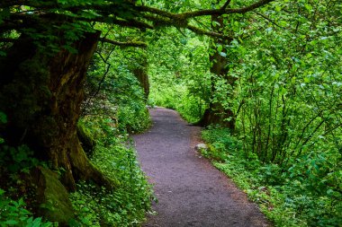 Colombia Gorge, Oregon 'daki Latourell Şelalesi' nin sakin orman yolu yemyeşil ve yosun kaplı ağaçlarla çevrili. Doğa, meditasyon ve çevre koruma konuları için mükemmel..