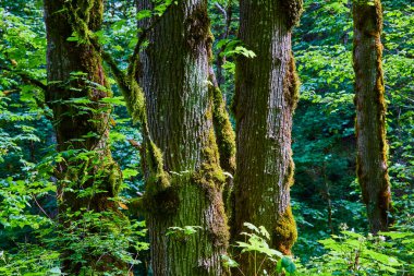 Yosun ve yosunla bezenmiş gür ağaçlar, Oregon 'daki Columbia Vadisi' ndeki Saklı Gelin Şelalesi 'nin sakin ormanlarında dimdik dururlar. Doğanın kucaklamasını ve bu yeşil Pasifik 'in sükunetini hisset.