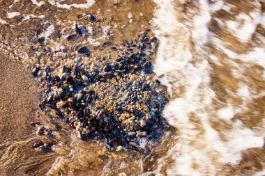 Brookings, Oregon 'daki Whaleshead Sahili' nde bir gelgit havuzunda midye ve midye yakın çekim. Güneş ışığı onların dokularını güçlendirir, sakin Samuel H. Boardman State Scenic 'teki deniz yaşamını gözler önüne serer.