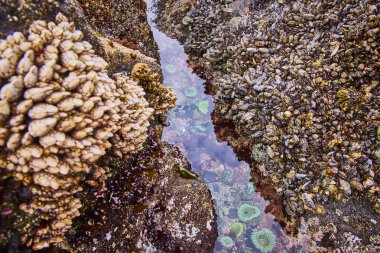 Discover the vibrant tide pool ecosystem at Yaquina Head Lighthouse, Newport, Oregon. Marvel at the diverse marine life including barnacles, mussels, and colorful anemones in this coastal habitat. clipart