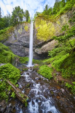 Columbia Gorge, Oregon 'daki Latourell Falls' un görkemli güzelliğini görün. Bu çarpıcı şelale, engebeli bir uçurumdan aşağı, gür bir ormana dökülüyor, doğal hallerini sergiliyor ham güç ve dinginlik.