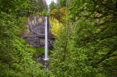 Majestic Latourell Falls, Oregon, ABD 'deki yemyeşil Kolombiya Gorge Ormanı ile çevrili sakin bir havuza dökülüyor. Bu sakin sahne, Kuzeybatı Pasifik 'in dokunulmamış güzelliğini yansıtıyor..