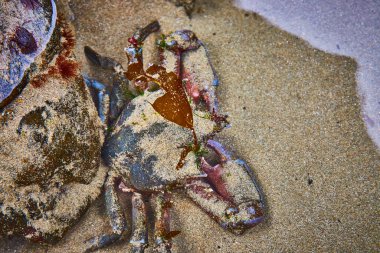 Oregons Seal Rock plajında kayalar ve yosunlarla çevrili bir yengeç, batı kıyısındaki deniz yaşamının hassas dengesini ve sürekliliğini gözler önüne seriyor. Saf güzelliği yakalar ve...