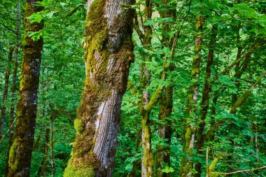 Lush green forest with moss-covered trees at Latourell Falls, Oregon. Serene wilderness showcasing natures beauty and tranquility, perfect for travel, ecology, and environmental conservation themes. clipart