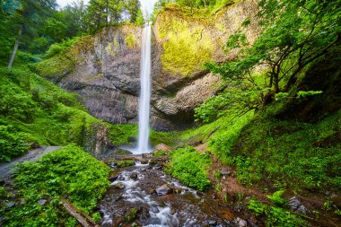 Columbia Vadisi, Oregon 'daki Latourell Falls' un nefes kesici manzarası. Görkemli bir şelale, bu ılıman yağmur ormanında sakin ve güçlü bir manzara yaratan, yosun kaplı bir uçuruma dökülür..
