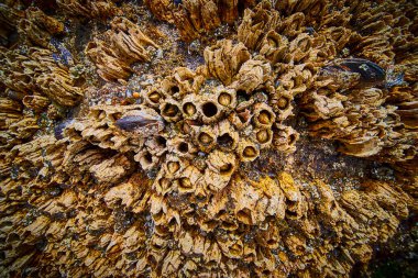 Oregon 'daki Seal Rock' ta midye kaplı kaya oluşumuna yakın çekim. Deniz yaşamının dokusunu ve kıyı biyolojik çeşitliliğini toprak tonlarında vurgular. Deniz biyolojisi, koruma ve kırsal doğa için idealdir.