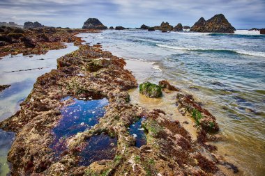 Oregon, Seal Rock 'ın engebeli güzelliğini keşfedin. Canlı Tidepool 'lar ve deniz yosunlarıyla kaplı kayalar yumuşak dalgalar ve kayalık adalarla buluşarak doğa ve seyahat temaları için mükemmel sakin bir sahil sahnesi oluşturur..