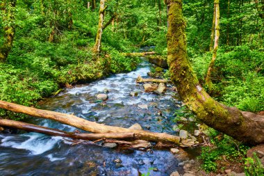 Serene forest scene in Columbia Gorge, Oregon, featuring a clear stream winding through lush, moss-covered trees. Captures the essence of natures tranquility and vitality, ideal for environmental clipart