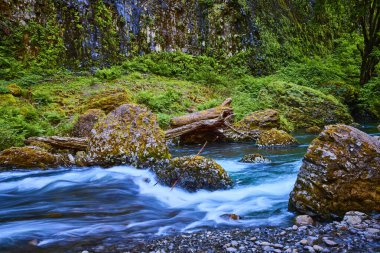 Huzurlu nehir, Oregon Abiqua Şelalesi 'ndeki yosunlu kayalıklardan ve yemyeşil ormanlardan akar. Parlak gündüz ışığı bu el değmemiş doğal sahneyi aydınlatır, eko-turizm ve çevre koruma için mükemmeldir.