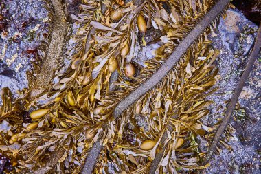 Oregon, Seal Rock 'taki gel-git havuzuna yakın çekim: Paslı metalik çubuklarla çevrili hava keseleri olan altın-kahverengi deniz yosunu, kıyı kirliliğinin ortasında deniz yaşamını ön plana çıkarıyor. Doğanın canlı bir gösterisi ve...