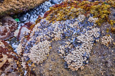 Yaquina Head Deniz Feneri, Newport, Oregon 'da canlı gelgit havuzu. Mavi midyeler, midyeler ve deniz yosunlarıyla dolu. Bu zengin kıyı ekosistemi deniz yaşamının güzelliğini ve çeşitliliğini gözler önüne seriyor.