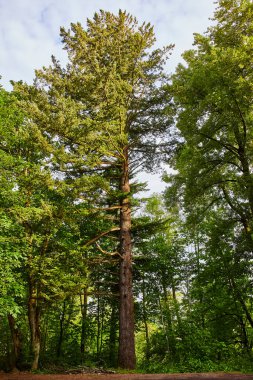 Majestic tree in a serene woodland at Columbia Gorge near Latourell Falls, Oregon. Vibrant green foliage and a slightly clouded sky create a peaceful, natural setting perfect for outdoor and clipart