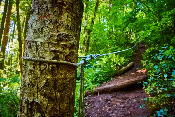 stock image Carved initials adorn a tree trunk, marking memories in the lush greenery of Abiqua Falls, Oregon. A rope guides the way along a rugged path, inviting exploration and adventure in this serene forest