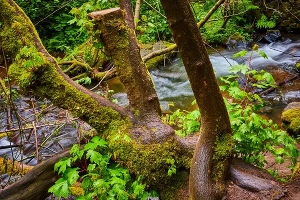 Serene yosun kaplı orman zemini ve Oregonlar Kolombiya Boğazı 'ndaki akarsu. Yeşillik ve çağlayan sular Latourell Şelaleleri yakınlarında el değmemiş güzellikleri yakalayarak huzurlu bir cennet yaratıyor.