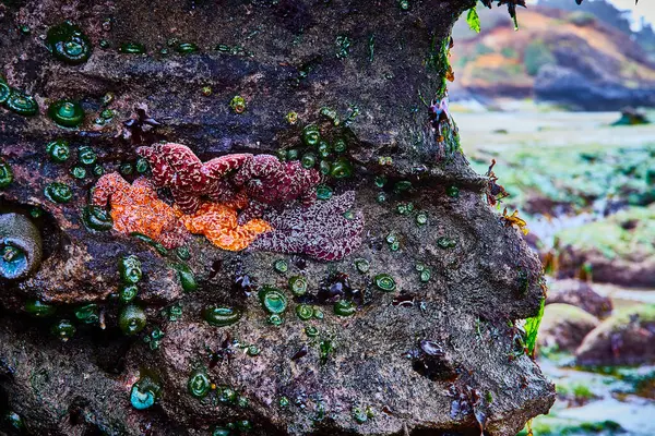 Canlı deniz yıldızları ve deniz şakayıkları, Oregon 'daki bir gel-git havuzunda, Seal Rock' ta deniz biyolojik çeşitliliğini gösteriyor. Huzurlu bir kıyı arkaplanı ve yumuşak ışık, ekolojiyi vurgulayarak renkleri artırır.