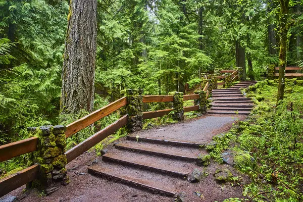 stock image Serene forest trail with moss-covered wooden steps leading through lush greenery near Sahalie Falls, McKenzie River, Oregon. Perfect for nature walks, ecotourism, and adventure.