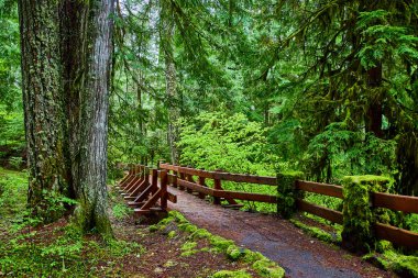 Sahalie Falls Trail, Oregon 'da sakin bir orman sahnesi: Yosun kaplı bir ağaç ve McKenzie Nehri' nin kenarındaki nemli doğa yolu boyunca uzanan kırsal ahşap çit rehberi, eko-turizmi desteklemek ve