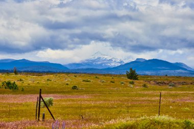 Yaban çiçeği tarlaları, kırsal çitler ve Oregon 'da karla kaplı Hood Dağı' nın bulunduğu sakin kırsal alan. Huzur, doğa ve kırsal güzellik temaları için idealdir. Seyahat ve çevre için mükemmel