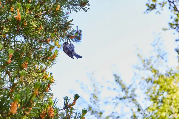 stock image Serene nature scene of a small bird perched in a lush pine tree at Gresham Japanese Garden, Oregon. Captured from below, highlighting the vibrant green needles and early autumn pine cones against a