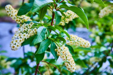 Oregon 'daki Smith Rock State Parkı' ndaki yemyeşil bir çalılıkta çiçek açıyor. Bu göz seviyesindeki yakın çekim hassas güzellikleri yakalar, büyüme, dinginlik ve çevre temaları için mükemmeldir.