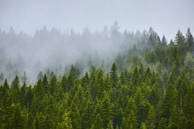 Oregon 'da sakin, sisli, gür kozalaklı bir sabah. Yüksek çam ağaçları yoğun bir gölgelik oluşturarak, doğa, sükunet ve çevresel koruma temaları için mükemmel bir ruhani manzara oluştururlar.