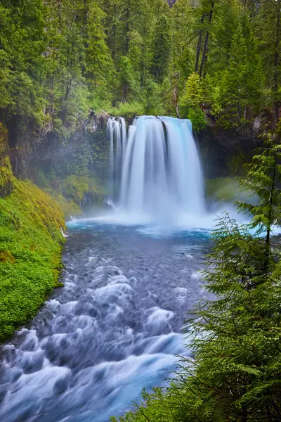 Stock image Majestic Koosah Falls cascades over rocky edges into the turbulent McKenzie River, surrounded by a lush Oregon rainforest. A serene, secluded scene capturing natures raw power and tranquility.