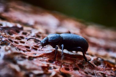 Oregon 'daki Smith Rock State Park' taki bir ağacın dokulu kabuğunda gezinen parlak siyah bir böceğin yakın çekimi. Doğal ışıkta yakalanan bu samimi sahne doğanın karmaşık detaylarını vurgular.