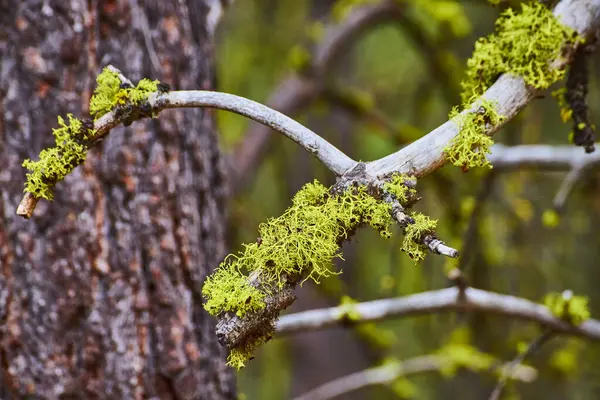 stock image Close-up of vibrant green moss on a weathered tree branch in Sparks Lake, Oregon forest. The detailed textures and natural palette emphasize the beauty and complexity of forest life in this lush